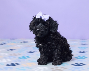 Candy Mini Poodle